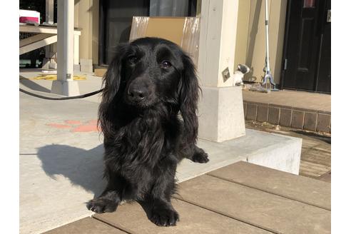 販売中のカニンヘンダックスフンド(ロングヘアード)の親犬